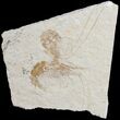 Two Fossil Shrimp Carpopenaeus From Lebanon #9757-1
